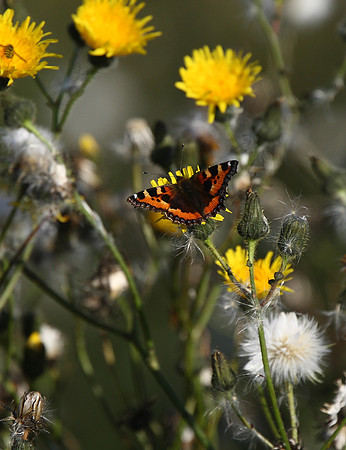 Small Tortoiseshell