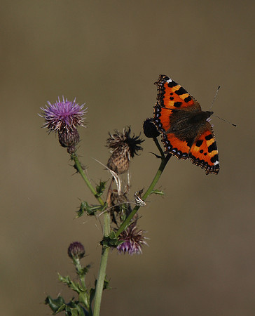 Small Tortoiseshell