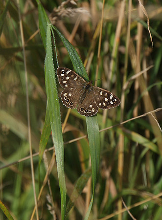 Speckled Wood