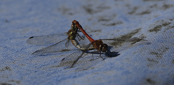 Common Darter