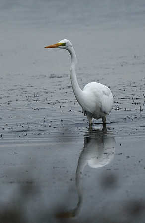 Great White Egret