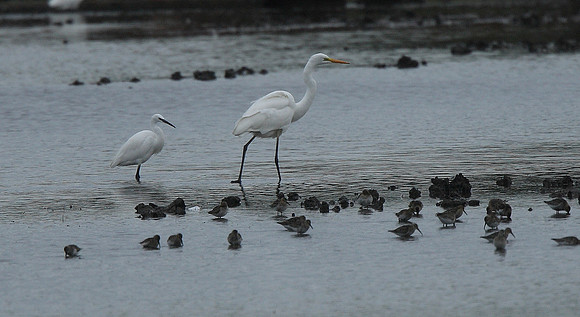 Great White Egret