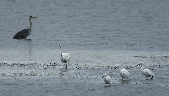Great White Egret