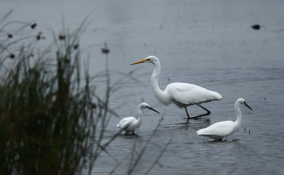 Great White Egret