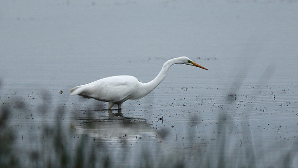Great White Egret