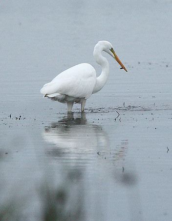 Great White Egret