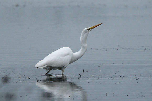 Great White Egret
