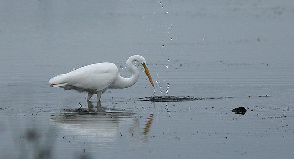 Great White Egret