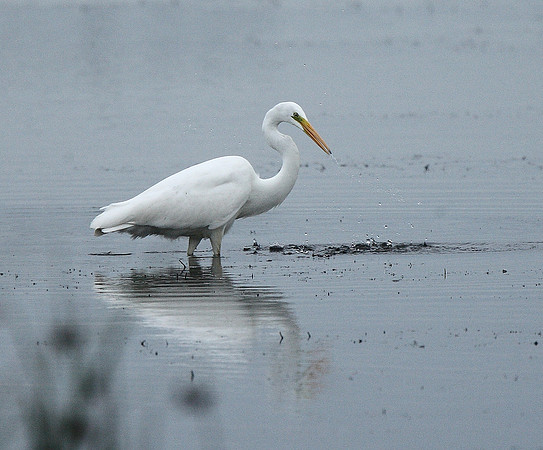 Great White Egret