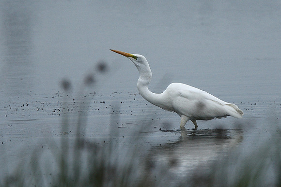 Great White Egret