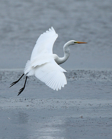 Great White Egret