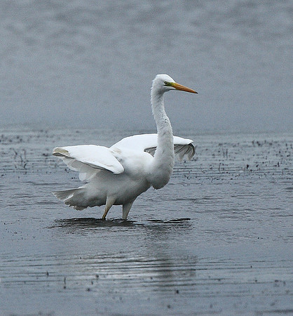 Great White Egret