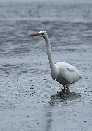 Great White Egret