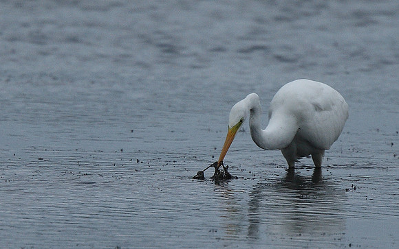 Great White Egret