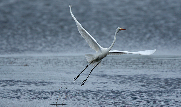 Great White Egret