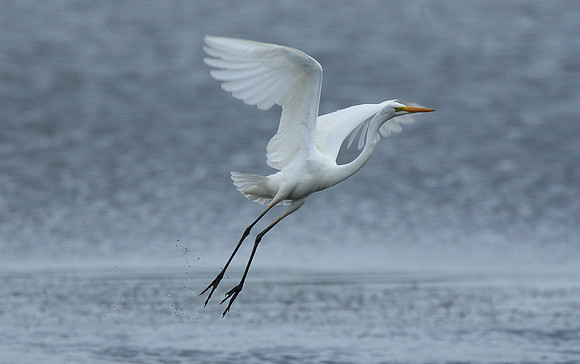 Great White Egret