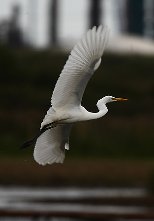 Great White Egret