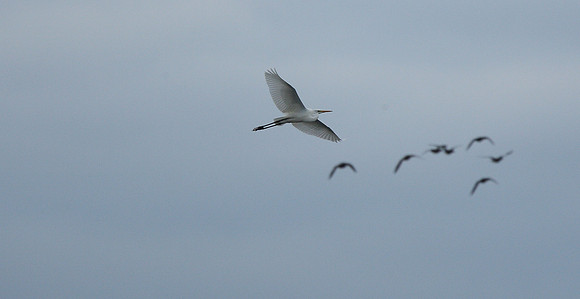 Great White Egret