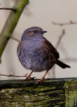 Dunnock