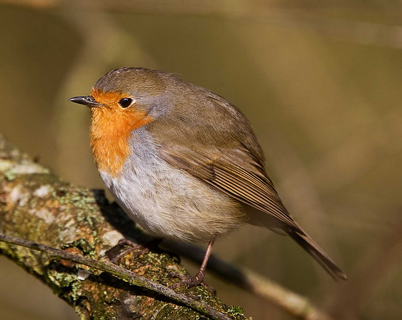 Robin