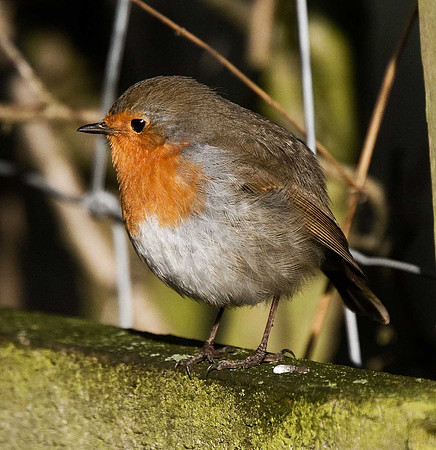 Robin