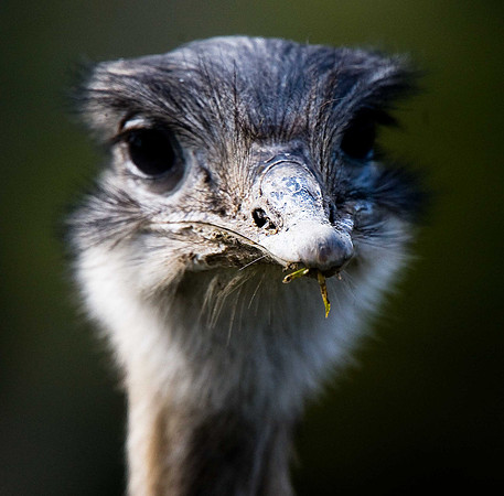 Emu