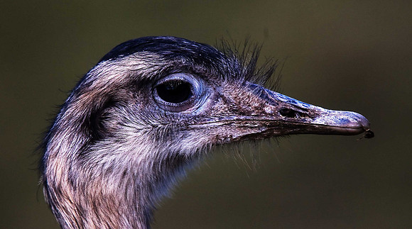 Emu