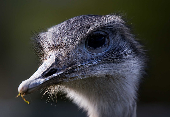 Emu