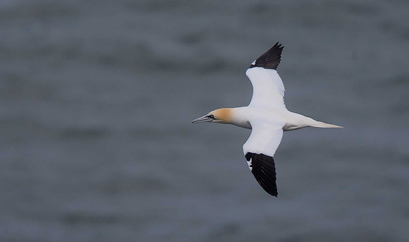 Gannet