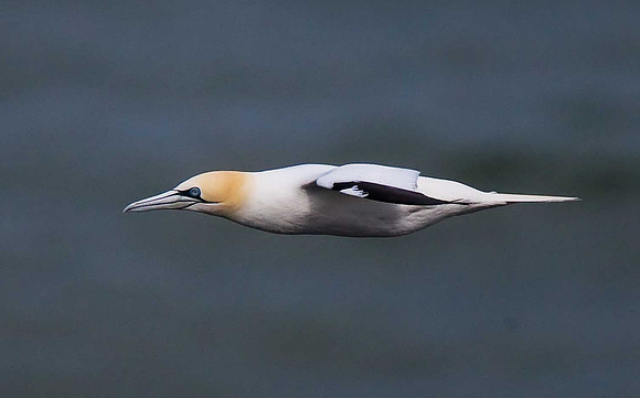 Gannet