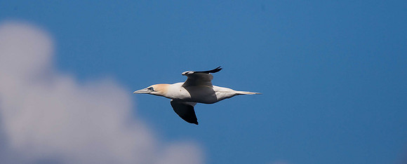 Gannet