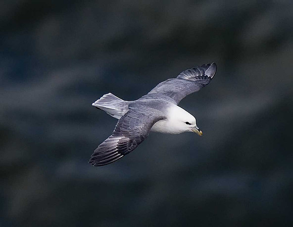 Fulmar