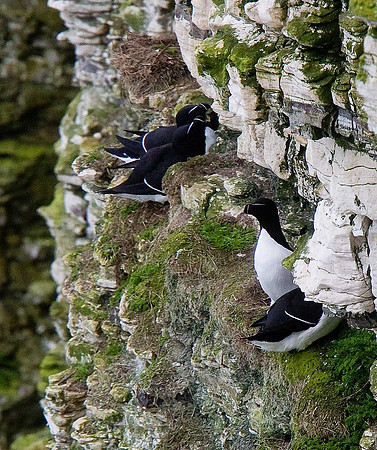 Razorbill