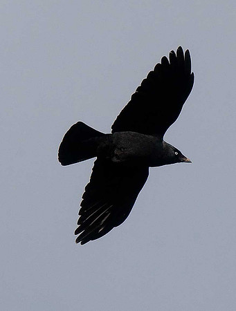 Jackdaw