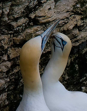 Gannet
