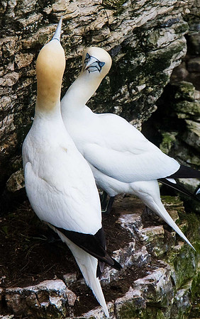 Gannet