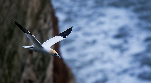 Gannet