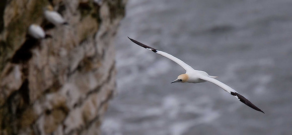 Gannet
