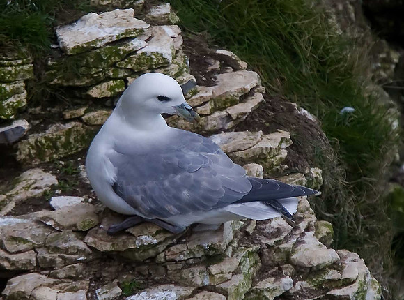 Fulmar