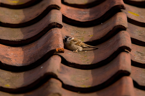 Tree Sparrow