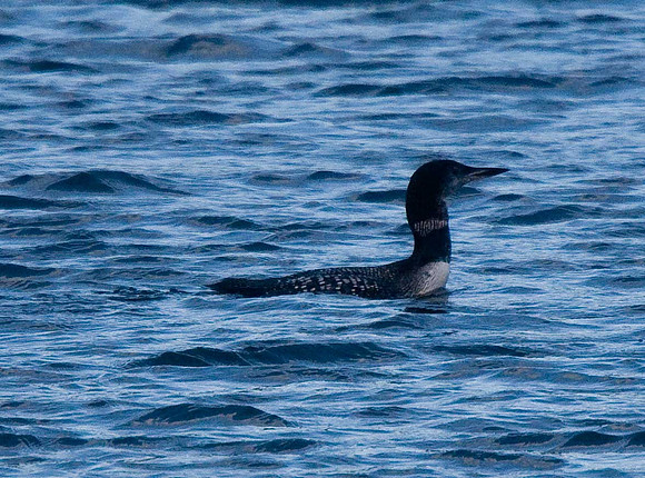 Great Northern Diver