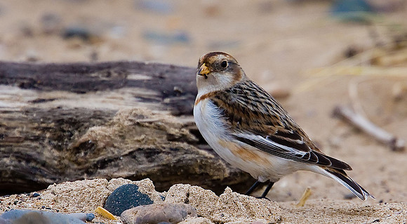 Snow Bunting
