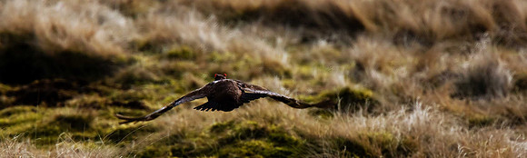 Red Grouse