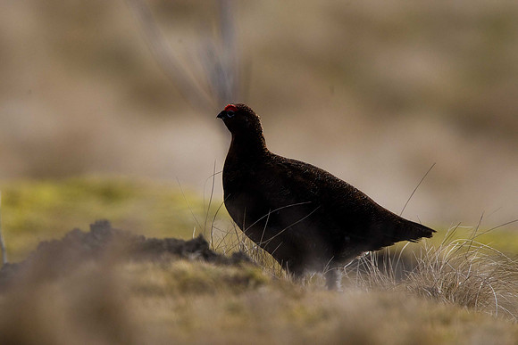 Red Grouse