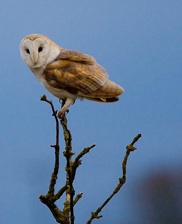 Barn Owl