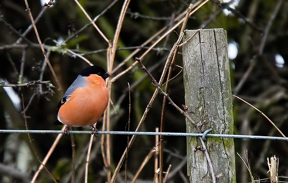 Bullfinch