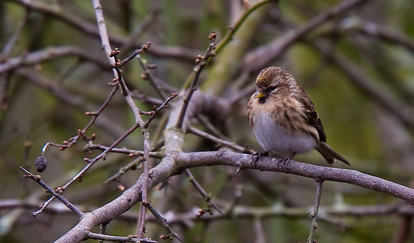 Lesser Redpoll