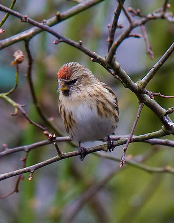 Lesser Redpoll