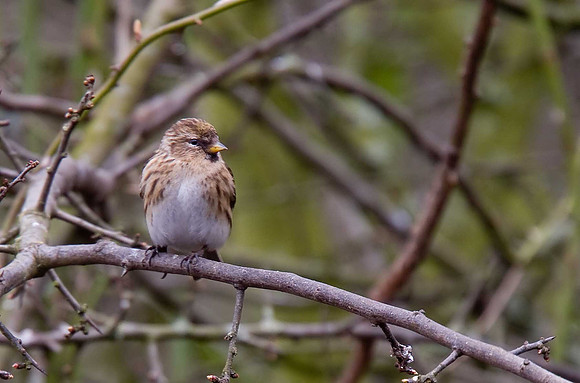 Lesser Redpoll