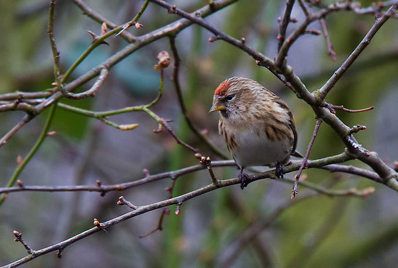 Lesser Redpoll